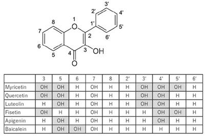 Therapeutic potential of multifunctional myricetin for treatment of type 2 diabetes mellitus